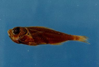 充金眼鯛( em Parapriacanthus ransonneti  /em )