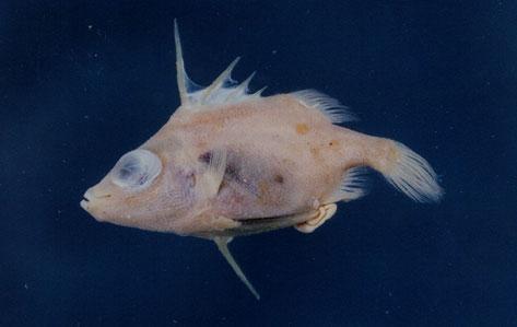 倒棘副三棘魨( em Paratriacanthodes retrospinis  /em )