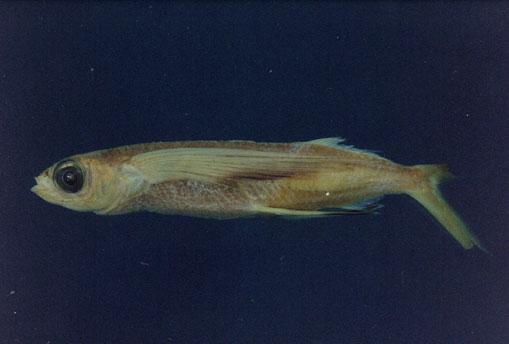 弓頭飛魚( em Cheilopogon arcticeps  /em )