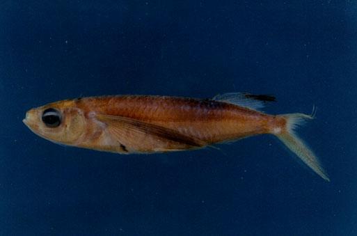 黑短鰭擬飛魚( em Parexocoetus mento  /em )