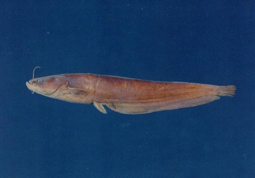 鯰魚( em Silurus asotus  /em )