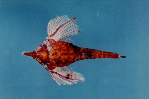短海蛾魚( em Pegasus laternarius  /em )