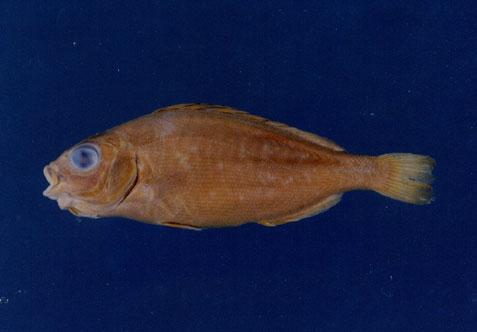 四線列牙鯻( em Pelates quadrilineatus  /em )