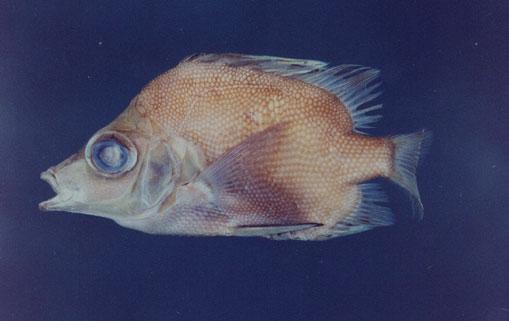 日本五棘鯛( em Pentaceros japonicus  /em )