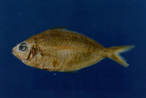 長身鑽嘴魚( em Gerres oblongus  /em )