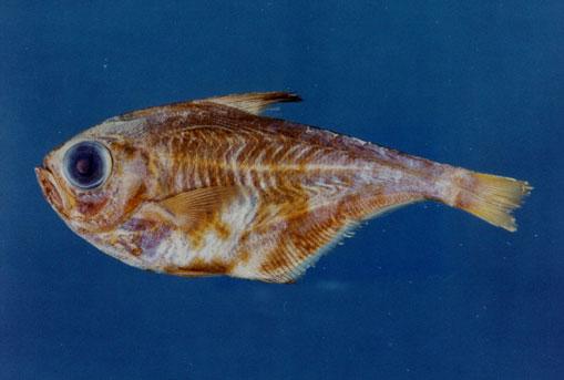 短海蛾魚( em Pempheris nyctereutes  /em )