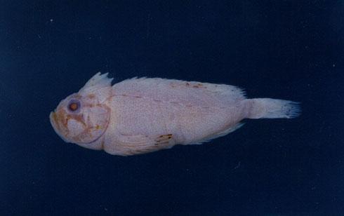 平滑絨鮋( em Erisphex simplex  /em )