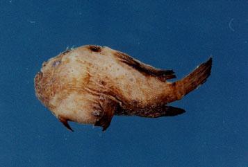 條紋躄魚( em Antennarius striatus  /em )