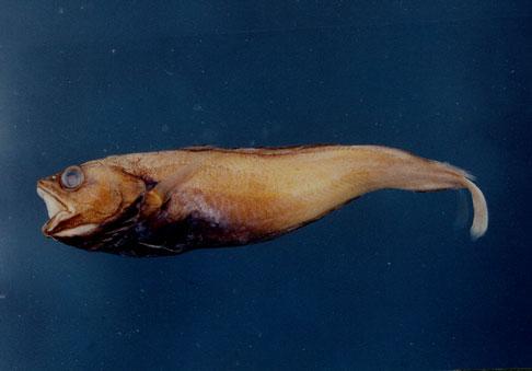 日本鬚稚鱈( em Physiculus japonicus  /em )