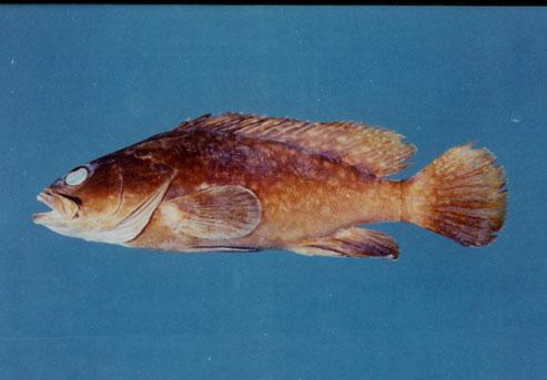 藍點石斑魚( em Epinephelus caeruleopunctatus  /em )
