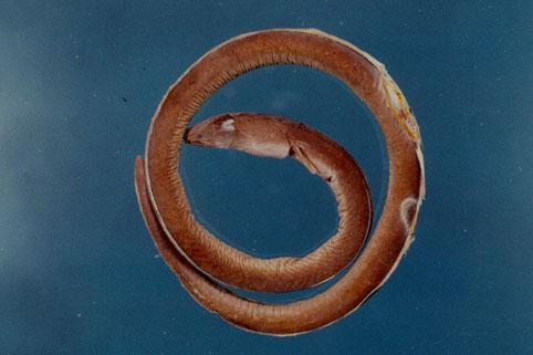 波路荳齒蛇鰻( em Pisodonophis boro  /em )