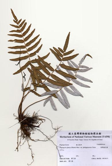 中文名：臺灣瘤足蕨 (H000160)學名： em Plagiogyria glauca (Blume) Merr. var. philippinensis Christ /em 