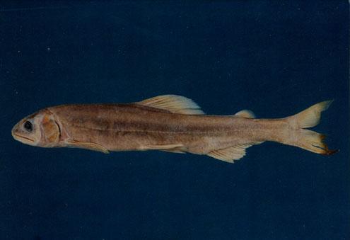 香魚( em Plecoglossus altivelis altivelis  /em )