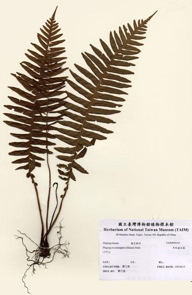 中文名：耳形瘤足蕨 (H000161)學名： em Plagiogyria stenoptera (Hance) Diels /em 