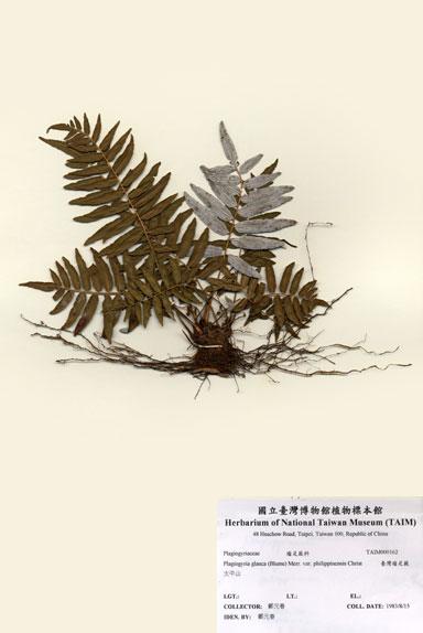 中文名：臺灣瘤足蕨 (H000162)學名： em Plagiogyria glauca (Blume) Merr. var. philippinensis Christ /em 