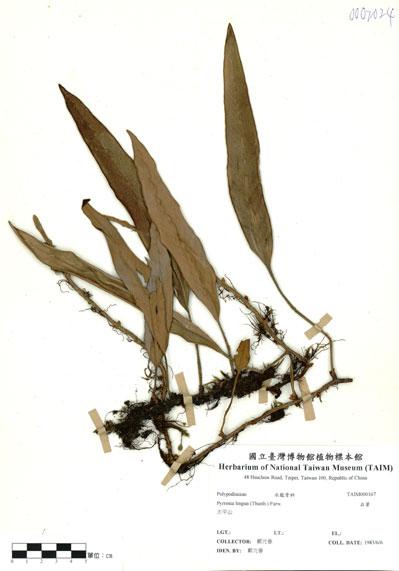 中文名：石葦 (H000167)學名： em Pyrrosia linga (Thunb.) Farw. /em 
