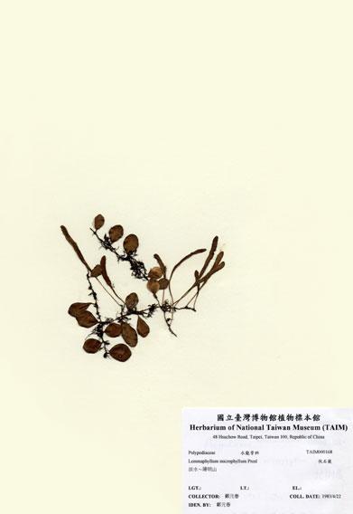 中文名：伏石蕨 (H000168)學名： em Lemmaphyllum microphyllum Presl /em 