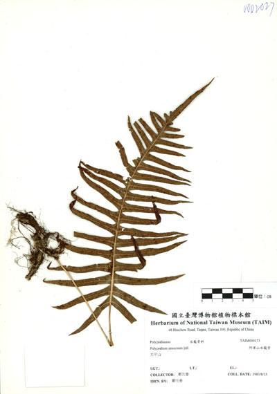 中文名：阿里山水龍骨 (H000173)學名： em Polypodium amoenum Wall. ex Mett. /em 