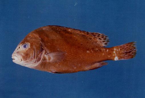 花軟唇( em Plectorhinchus cinctus  /em )