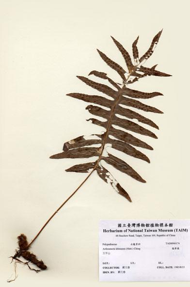中文名：肢節蕨 (H000174)學名： em Arthromeris lehmanni (Mett.) Ching /em 