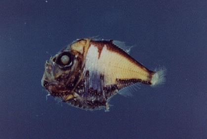閃電燭光魚( em Polyipnus stereope  /em )