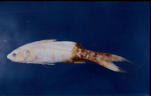 印度馬鮁魚( em Leptomelanosoma indicum  /em )
