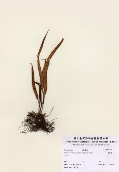 中文名：奧瓦葦 (H000179)學名： em Lepisorus obscure-venulosus (Hayata) Ching /em 