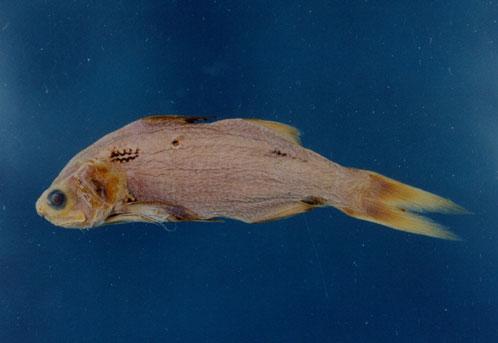 小口馬鮁魚( em Polydactylus microstomus  /em )