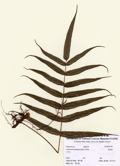 中文名：肢節蕨 (H000180)學名： em Arthromeris lehmanni (Mett.) Ching /em 
