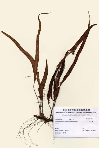 中文名：奧瓦葦 (H000181)學名： em Lepisorus obscure-venulosus (Hayata) Ching /em 