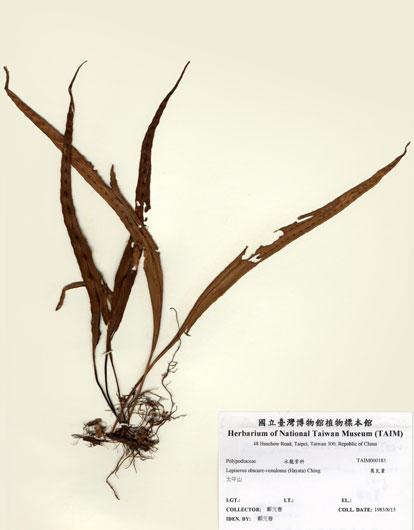 中文名：奧瓦葦 (H000183)學名： em Lepisorus obscure-venulosus (Hayata) Ching /em 