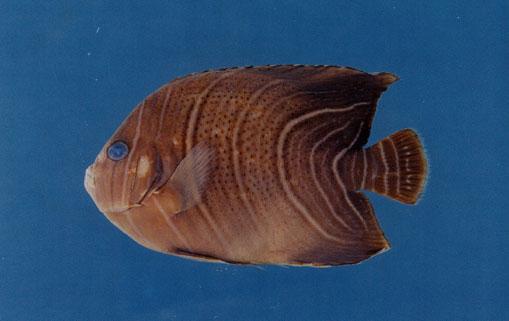 疊波蓋刺魚( em Pomacanthus semicirculatus  /em )