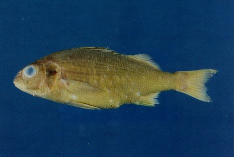 四帶石鱸( em Pomadasys quadrilineatus  /em )