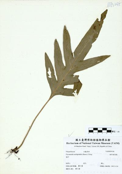 中文名：海岸擬茀蕨 (H000186)學名： em Phymatodes scolopendria (Burm.) Ching /em 