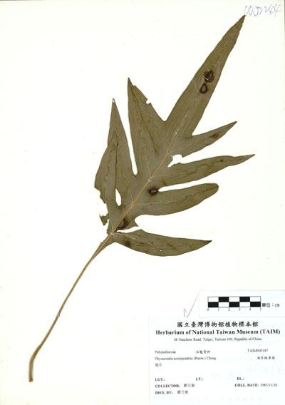 中文名：海岸擬茀蕨 (H000187)學名： em Phymatodes scolopendria (Burm.) Ching /em 