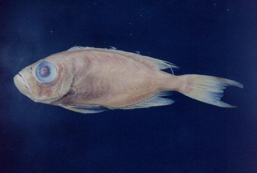 曳絲大眼鯛( em Priacanthus tayenus  /em )