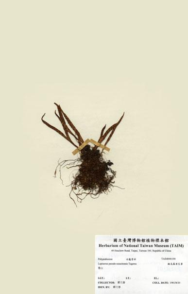 中文名：擬烏蘇里瓦葦 (H000190)學名： em Lepisorus pseudo-ussuriensis Tagawa /em 