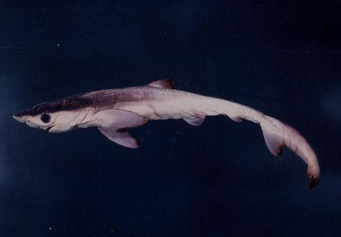 鋸鋒齒鮫( em Prionace glauca  /em )