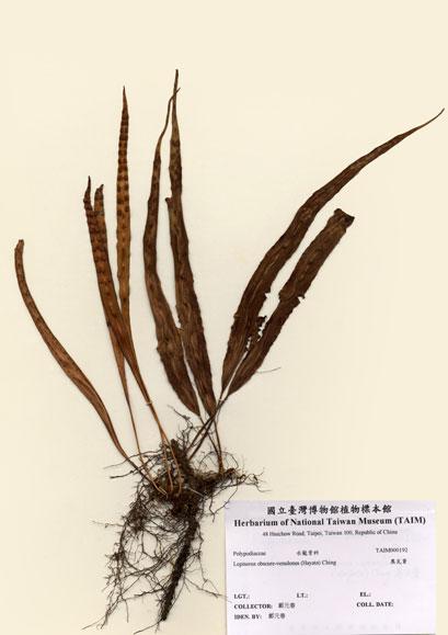 中文名：奧瓦葦 (H000192)學名： em Lepisorus obscure-venulosus (Hayata) Ching /em 