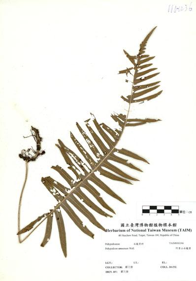 中文名：阿里山水龍骨 (H000194)學名： em Polypodium amoenum Wall. ex Mett. /em 