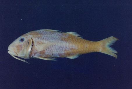 斑點海緋鯉( em Parupeneus heptacanthus  /em )