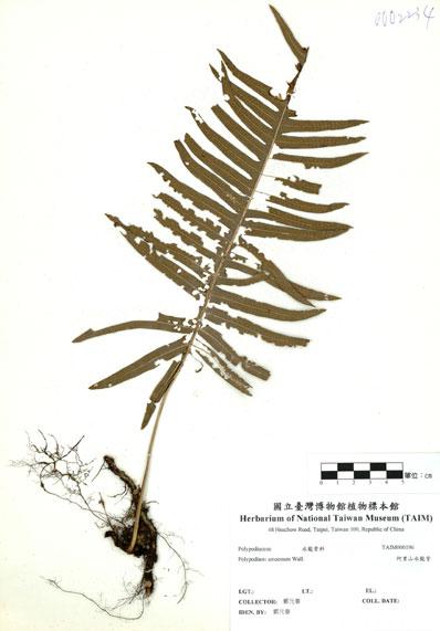 中文名：阿里山水龍骨 (H000196)學名： em Polypodium amoenum Wall. ex Mett. /em 