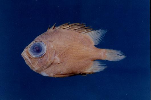 大鱗大眼鯛( em Pristigenys niphonia  /em )
