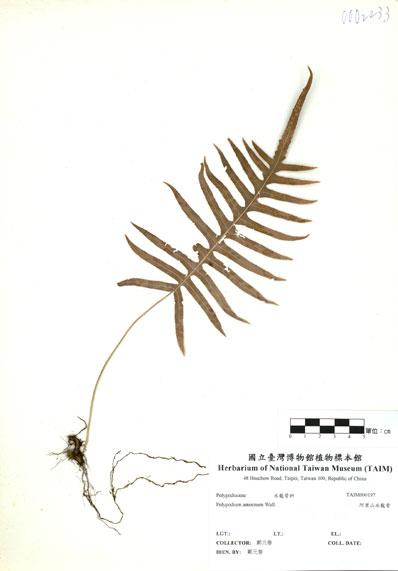 中文名：阿里山水龍骨 (H000197)學名： em Polypodium amoenum Wall. ex Mett. /em 
