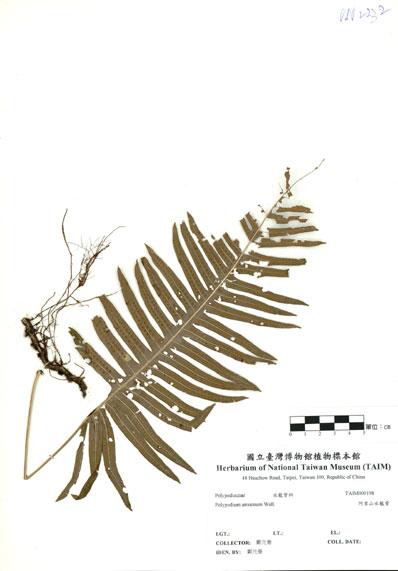 中文名：阿里山水龍骨 (H000198)學名： em Polypodium amoenum Wall. ex Mett. /em 
