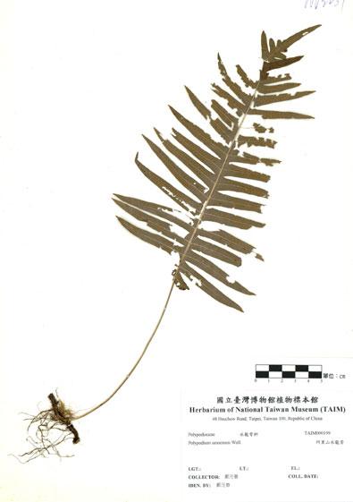 中文名：阿里山水龍骨 (H000199)學名： em Polypodium amoenum Wall. ex Mett. /em 