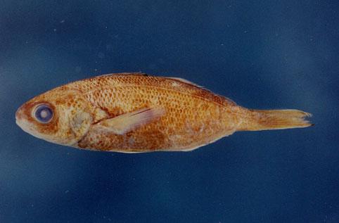 銀斑玉鯧( em Psenes maculatus  /em )