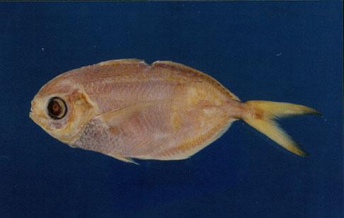 刺鯧( em Psenopsis anomala  /em )