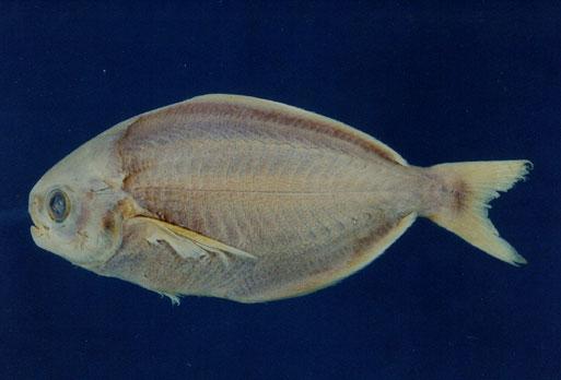 刺鯧( em Psenopsis anomala  /em )