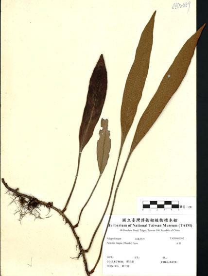 中文名：石葦 (H000202)學名： em Pyrrosia linga (Thunb.) Farw. /em 